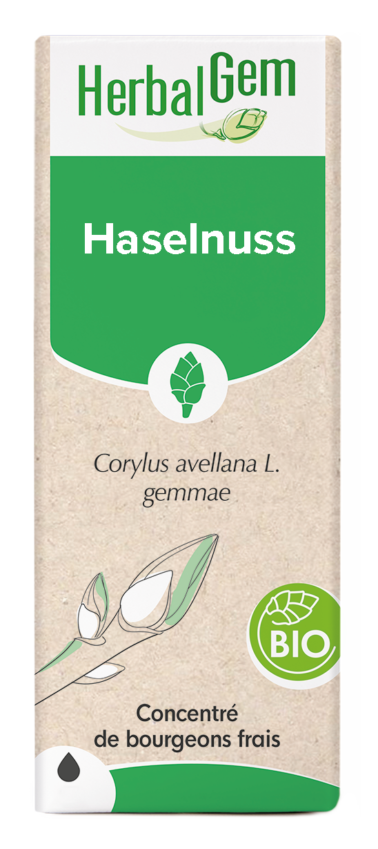 Haselnuss