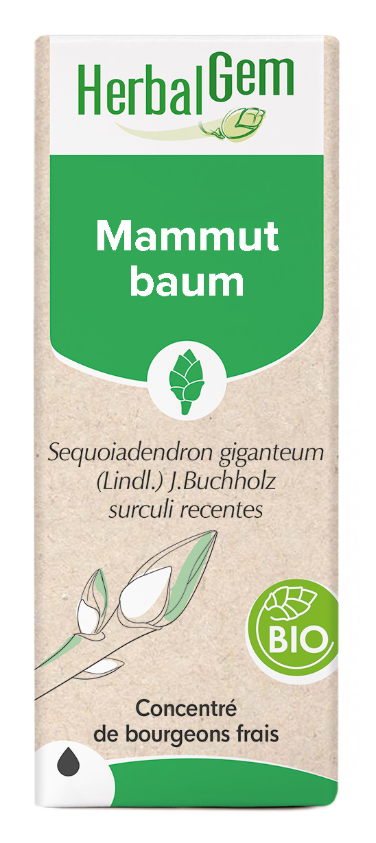 Mammutbaum