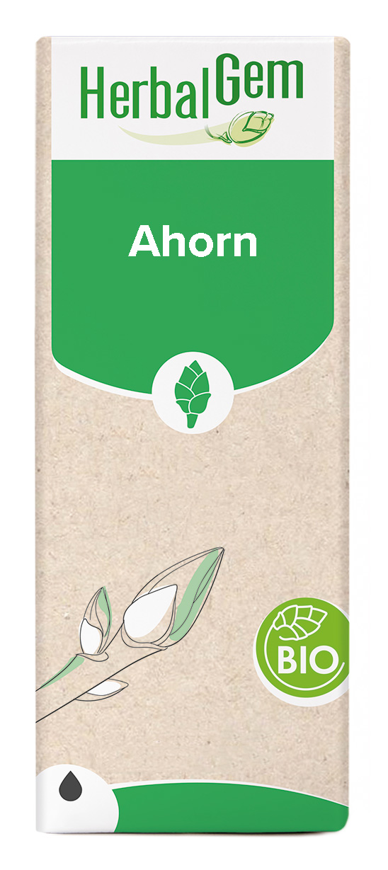 Ahorn