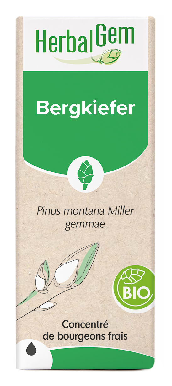 Bergkiefer