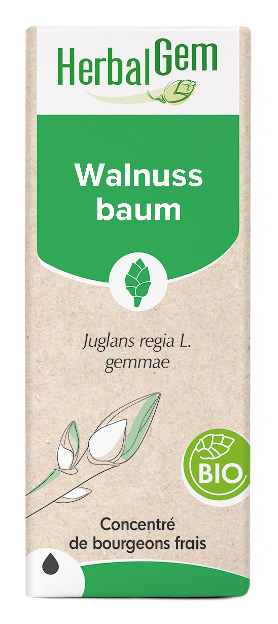 Walnuss