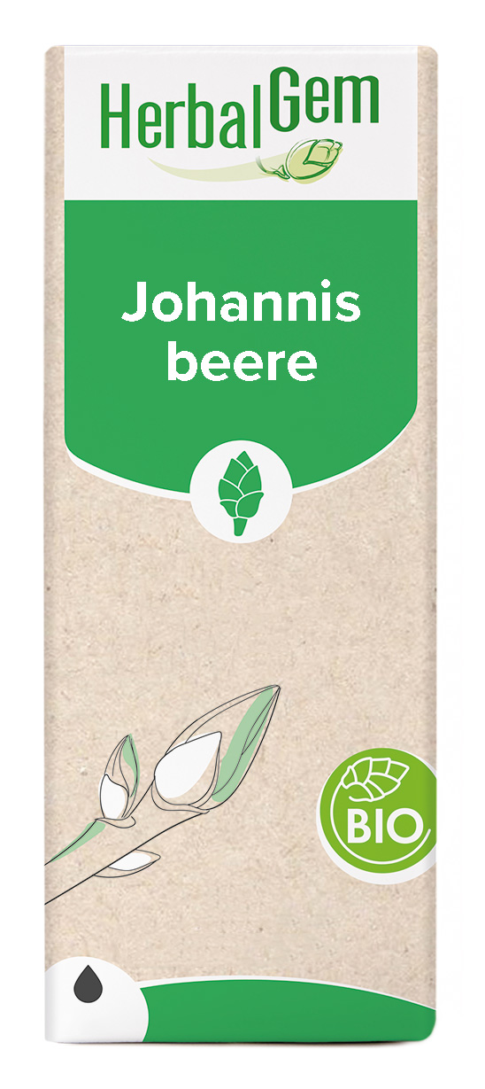 Schwarze Johannisbeere